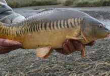 Tlačová správa ZCHRS k zákazu predaja živých rýb na pozemkoch mesta Žilina zo dňa 14.11.2023